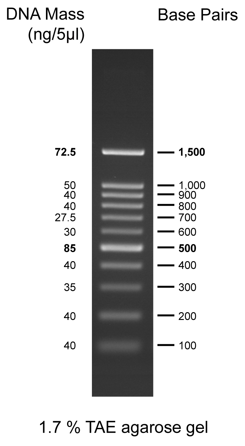 100bp DNA Marker